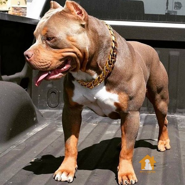 American Bully