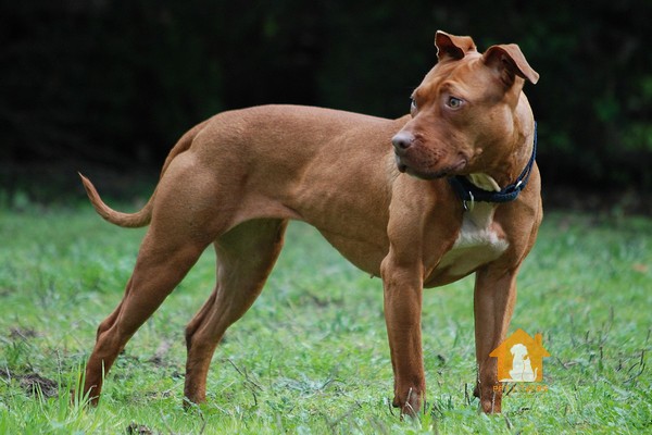 Chó sục Pitbull Mỹ (American Pit Bull Terrier)