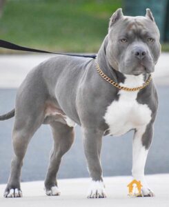 Giá chó Pitbull