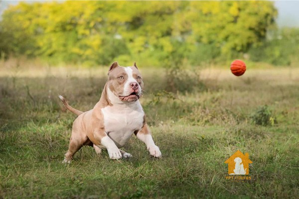 Lựa chọn tốt là mua chó Pitbull con thay vì trưởng thành 