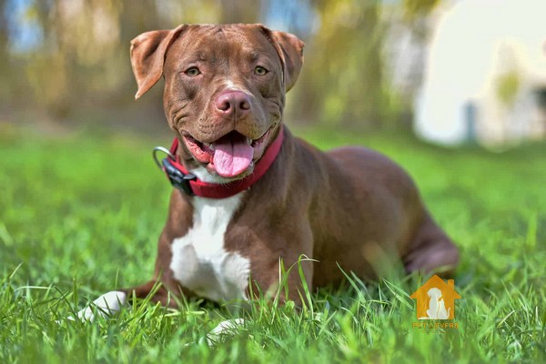 Có rất nhiều yếu tố ảnh hưởng đến giá chó Pitbull