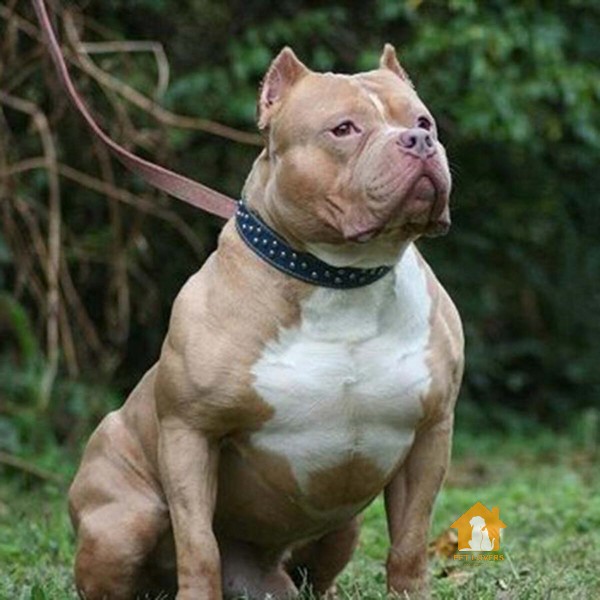 Chó Pitbull có tổng thể cơ thể rắn chắc