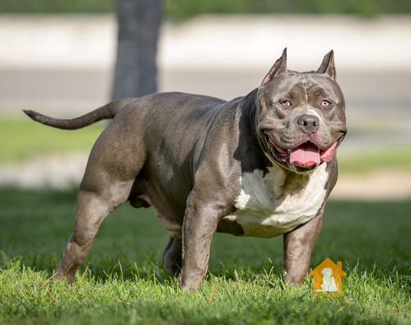 Chó Pitbull Pháp là giống chó thông minh