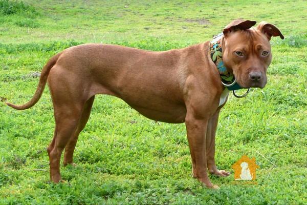 Có nhiều loại chó Pitbull lai được phát triển trên thế giới