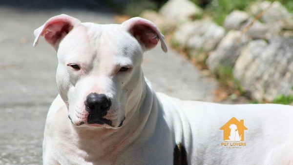 Giá chó Pitbull chỉ từ 4-7 triệu