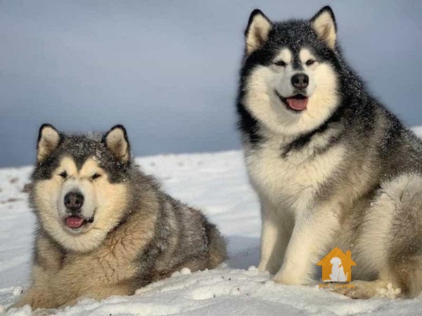 giống chó Alaska khổng lồ bắt nguồn từ bộ lạc Malamute