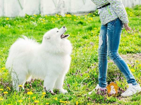 chó Alaska màu trắng tuyết có ngoại hình giống như gấu Bắc Cực