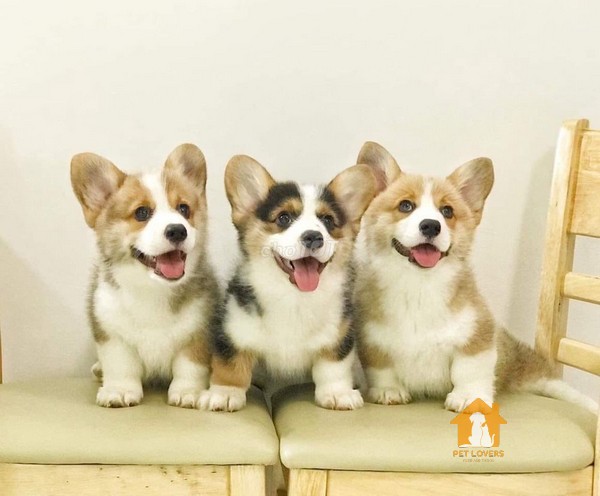 Chó Corgi có sự đa dạng về màu sắc lông