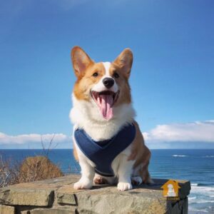 Chó Corgi