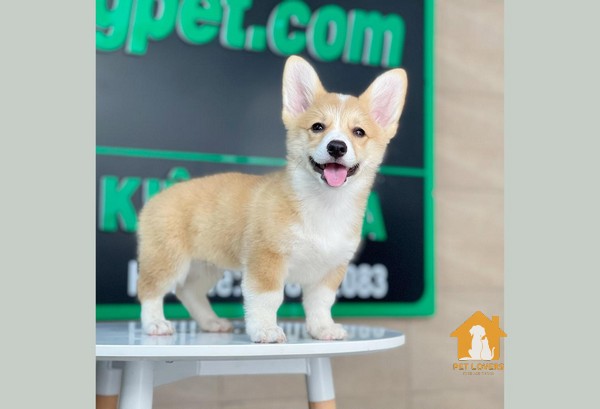 Giá chó Corgi phụ thuộc vào nguồn gốc xuất xứ và có sự ảnh hưởng đáng kể