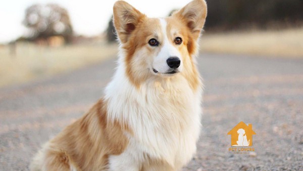 Giá bán chó Corgi được quyết định dựa trên nguồn gốc xuất xứ