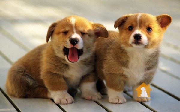 Bảng giá chó Corgi hiện nay được nhiều người nuôi quan tâm