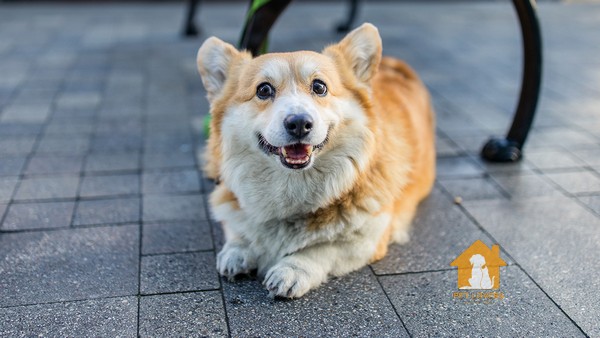 Những ảnh hưởng sức khỏe của Corgi