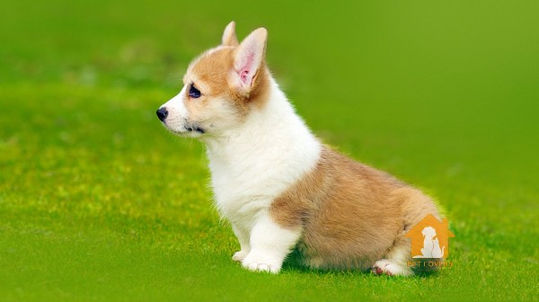 Chó Corgi Pembroke có nguồn gốc từ một giống chó với đuôi cực kỳ ngắn