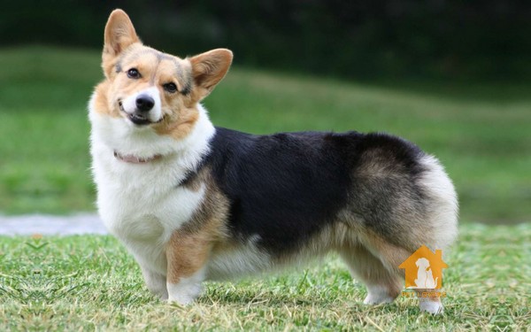 Tìm hiểu thông tin về Corgi trước khi đi mua 