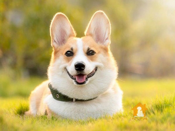 Chó Corgi dễ thương có nguồn gốc từ xứ Wales