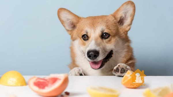 Chế độ ăn uống của Corgi ảnh hưởng rất lớn đến sức khỏe