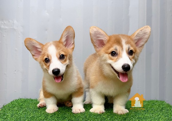 Chó Corgi thuần chủng có ngoại hình dễ thương, chân lùn