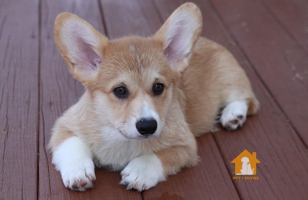 Corgi lai Phốc sóc