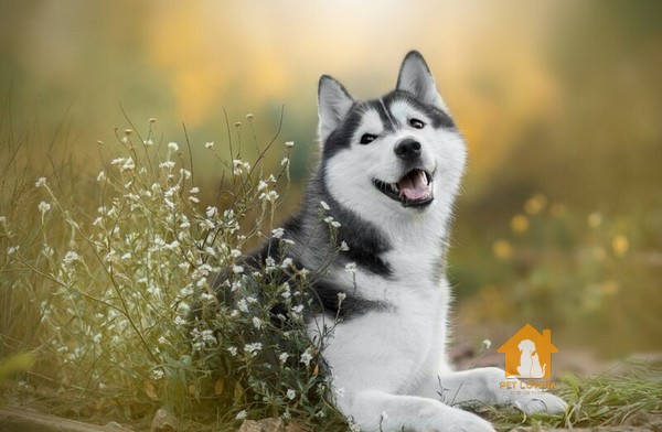 Corgi lai Husky – Husky chân ngắn