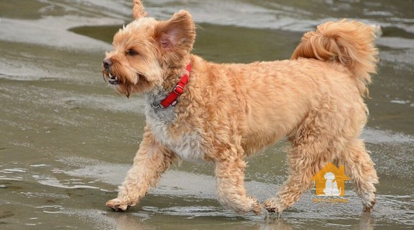 Corgi lai Poodle