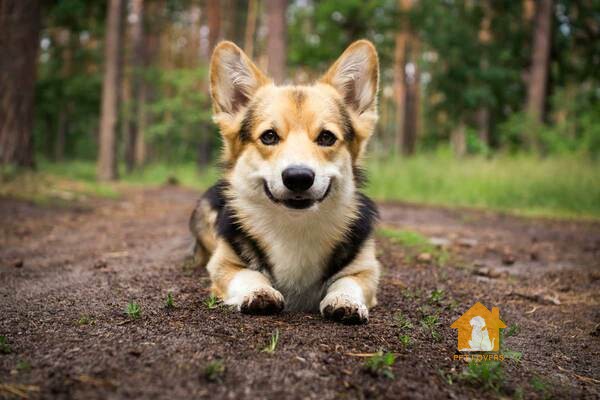 Corgi lai Becgie