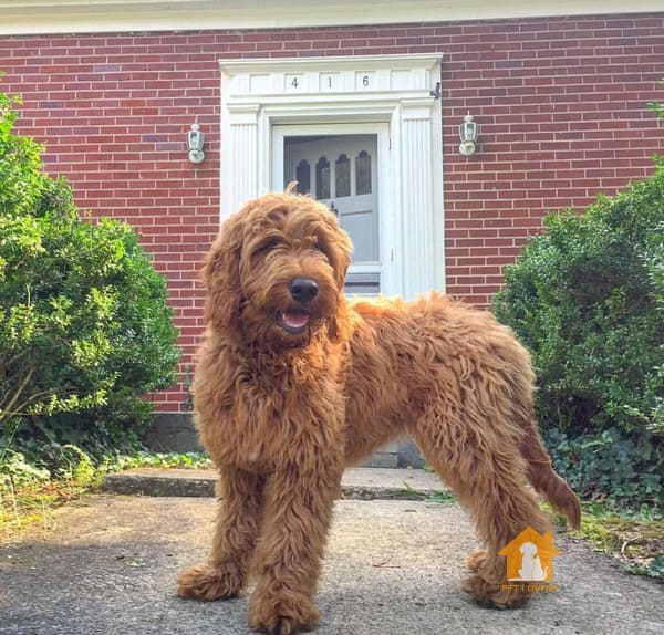 Chó Golden lai với chó Poodle