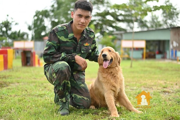 Chó Golden Retriever là một giống chó rất thông minh và dễ huấn luyện