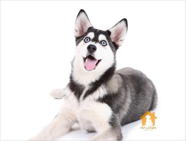 Chó Husky có dữ không?