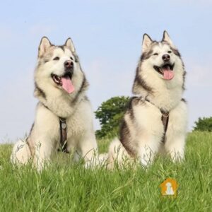 Thức ăn của chó Husky