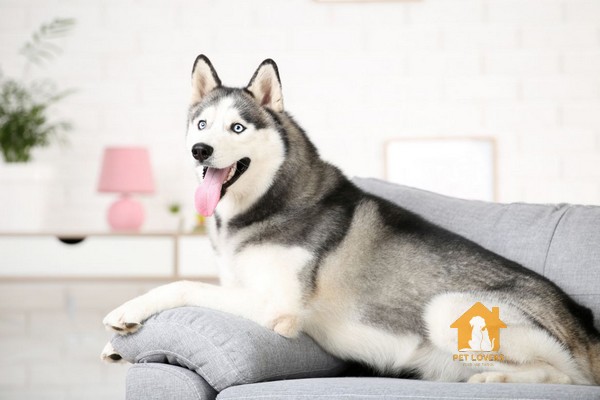 Chó Husky có nguồn gốc từ vùng Đông Bắc Siberia ở Nga