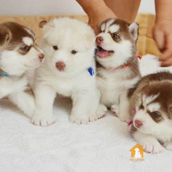 Giá chó Husky phụ thuộc vào nhiều yếu tố khác nhau