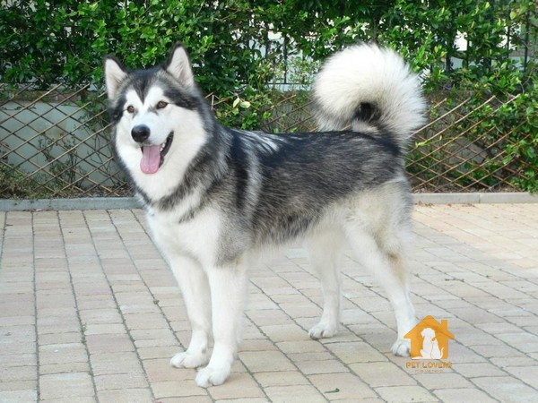 Chó Husky ngáo có rất nhiều năng lượng