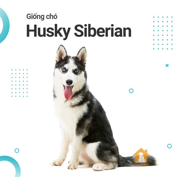 chó Husky