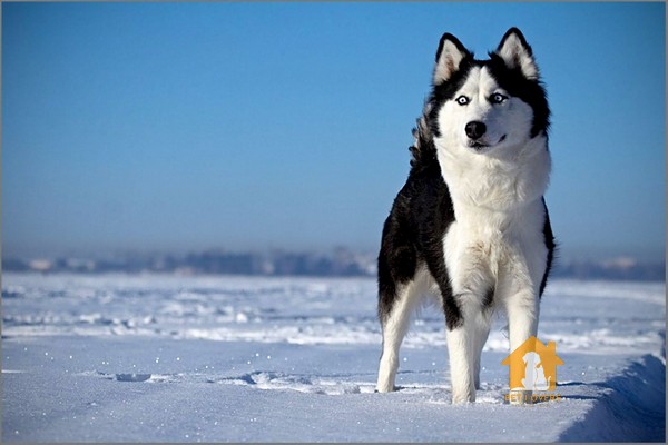 Chó Husky ngáo có nguồn gốc từ chó sói tuyết sinh sống tại vùng Siberia thuộc Nga