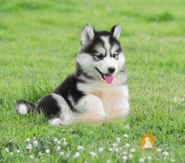 Màu sắc lông cũng đóng vai trò quan trọng trong việc xác định giá chó Husky