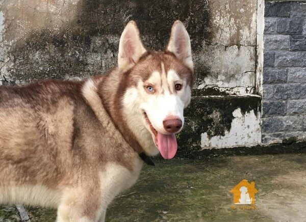 Giống chó Husky có dữ không