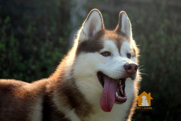 Thức ăn của chó Husky phải được nấu chín