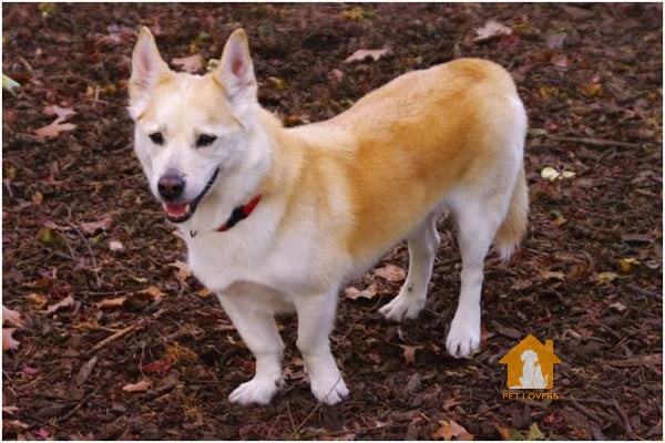 Husky lai Corgi