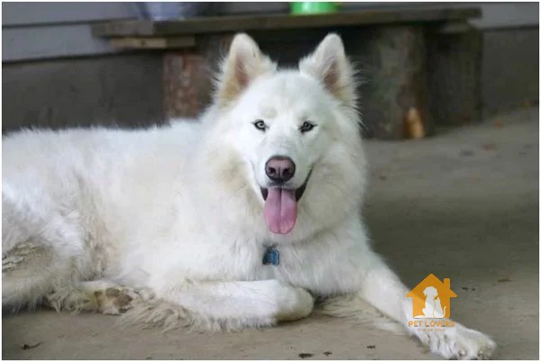 Husky lai Samoyed