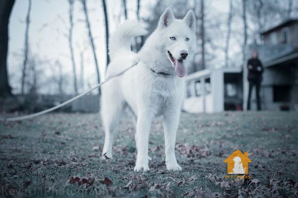 Chó Husky trắng xuất hiện trên các vùng đất Đông và Bắc Siberia