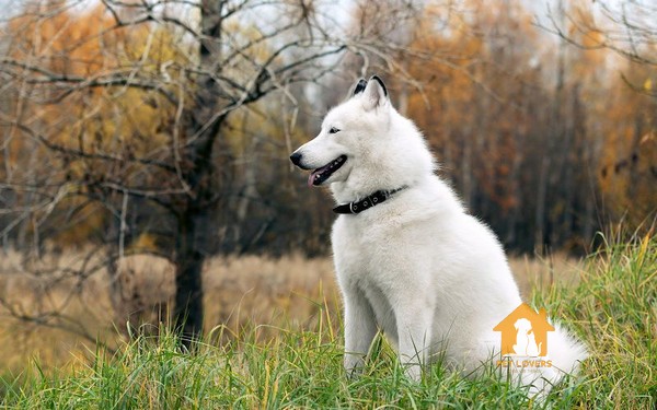 Chăm sóc chó Husky trắng đòi hỏi sự quan tâm và chăm sóc đều đặn