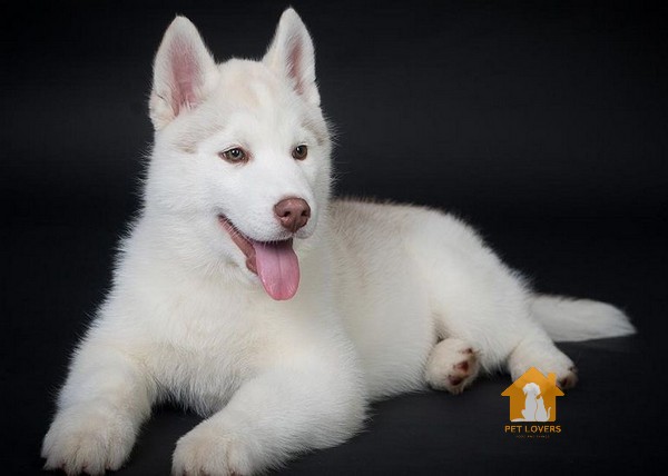 Chó Husky có dễ nuôi không?