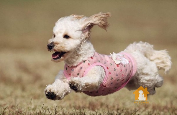 Chó lạp xưởng lai chó Poodle (Doxiepoo)