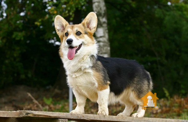 Lạp xưởng lai Corgi (Dorgi)