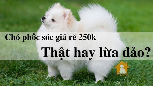 Thật hư câu chuyện giá chó Phốc sóc 250k