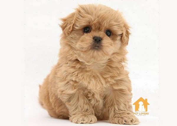 Chó Phốc sóc lai Poodle là một trong những giống chó lai được ưa chuộng