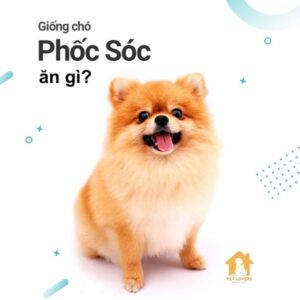 Chó Phốc sóc ăn gì