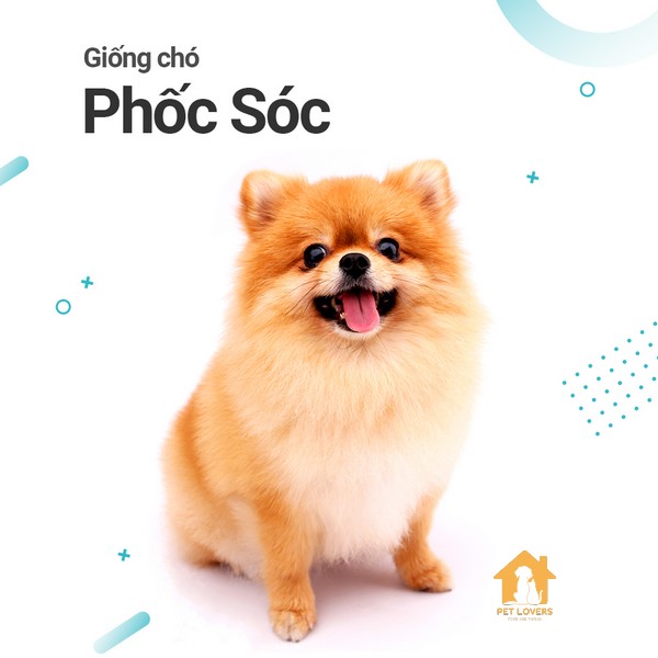 Chó Phốc sóc là loài chó đáng yêu, xinh xắn