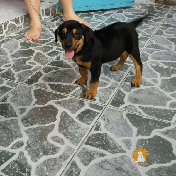 Giống chó Phú Quốc lai Rottweiler